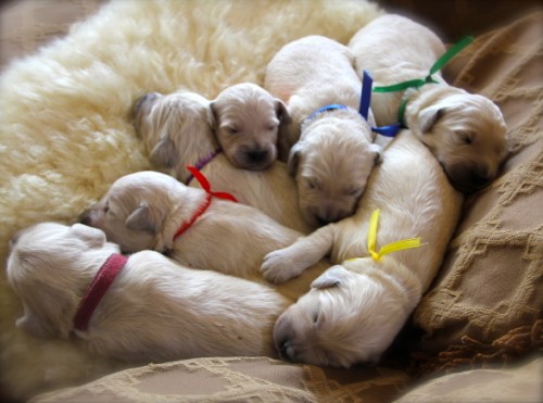 week old goldendoodle puppies