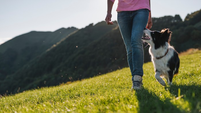 how to a service for ptsd how service and therapy dogs are helping ptsd victims rover how to a service for ptsd how service and therapy dogs are helping ptsd victims rover