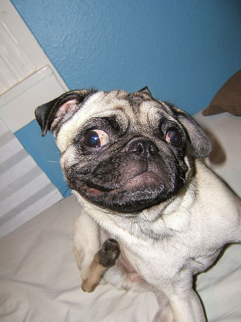 pug scratching dogs back 6 powerful flea treatments all pet parents should about rover pug scratching dogs back 6 powerful flea treatments all pet parents should about rover