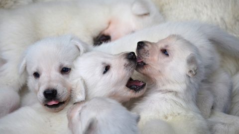 puppies when to get a puppy