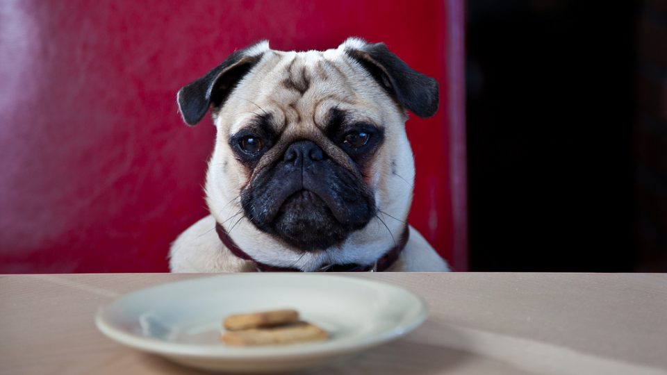 The Truth About Dog Food—an Exposé Every Dog Lover Needs to Read