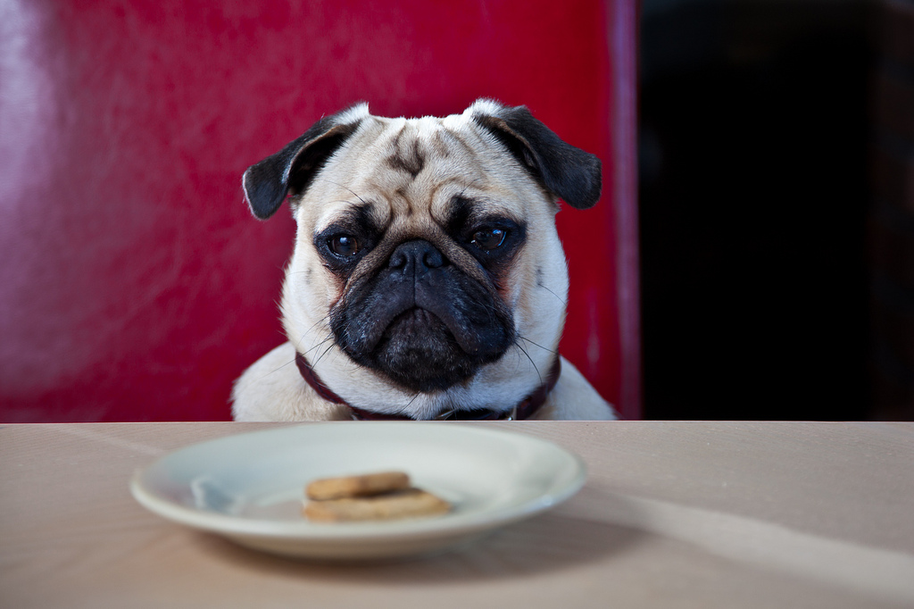 The Truth About Dog Food—an Exposé Every Dog Lover Needs to Read