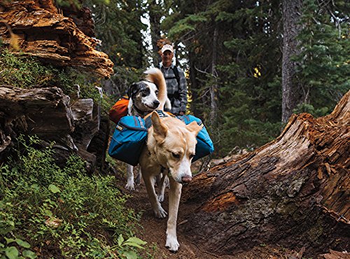 dogs on trail wearing Ruffwear Approach Dog hiking gear packs on their backs