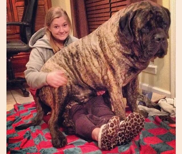 15 dogs who prove size doesnt matter rover com mastif size