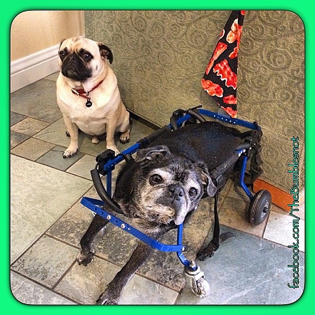 the bumblesnot