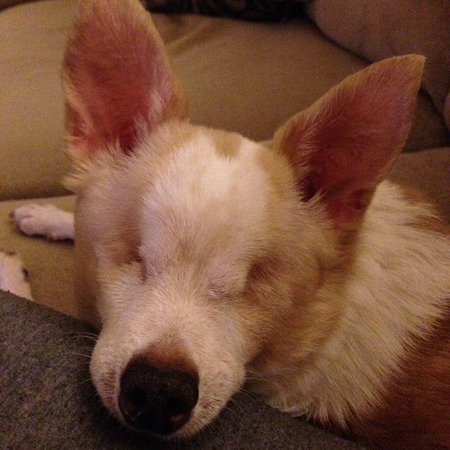 timmie the blind chihuahua