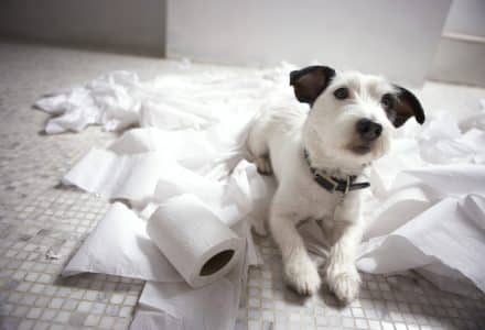 Dog lying on bathroom floor amongst shredded lavatory paper