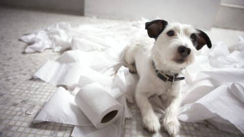 Dog lying on bathroom floor amongst shredded lavatory paper