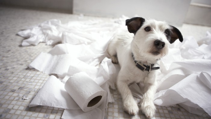 signs of separation anxiety in dogs the 6 signs of separation anxiety in dogs rover signs of separation anxiety in dogs the 6 signs of separation anxiety in dogs rover