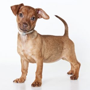 This sweet girl waited 171 days for a forever home, and finally found one with the help of DNA testing.