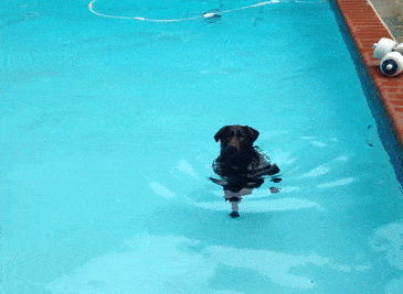 Dog_walking_in_pool