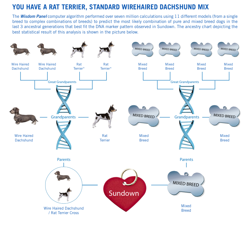 Best Company To Get Your Dog S Dna Best Company To Get Your Dog S Dna