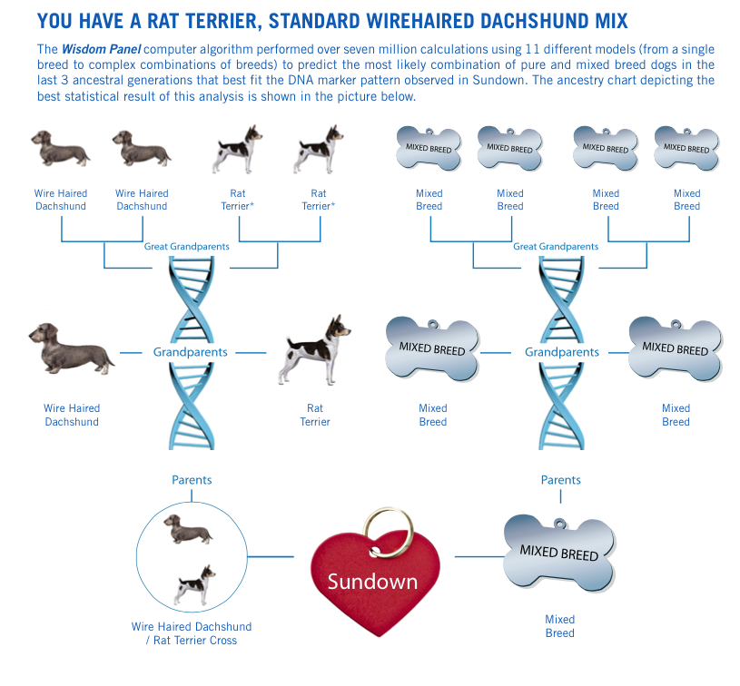 Wisdom Panel Mars 2.0 Test ADN pour Chien