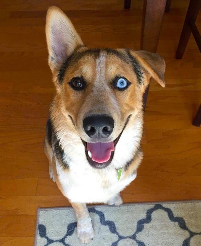 11 Gorgeous Dogs With Different Colored Eyes | The Dog People by Rover.com