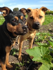 These "Twin Dogs" live on a farm, so they spend a lot of time outdoors. Dogs can enjoy being outdoors in the summer, too—just make sure they are protected. Photo courtesy of Richard Soss of Twin Dog Farms.