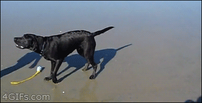 http://giphy.com/gifs/dog-water-AYZCZawiz530I