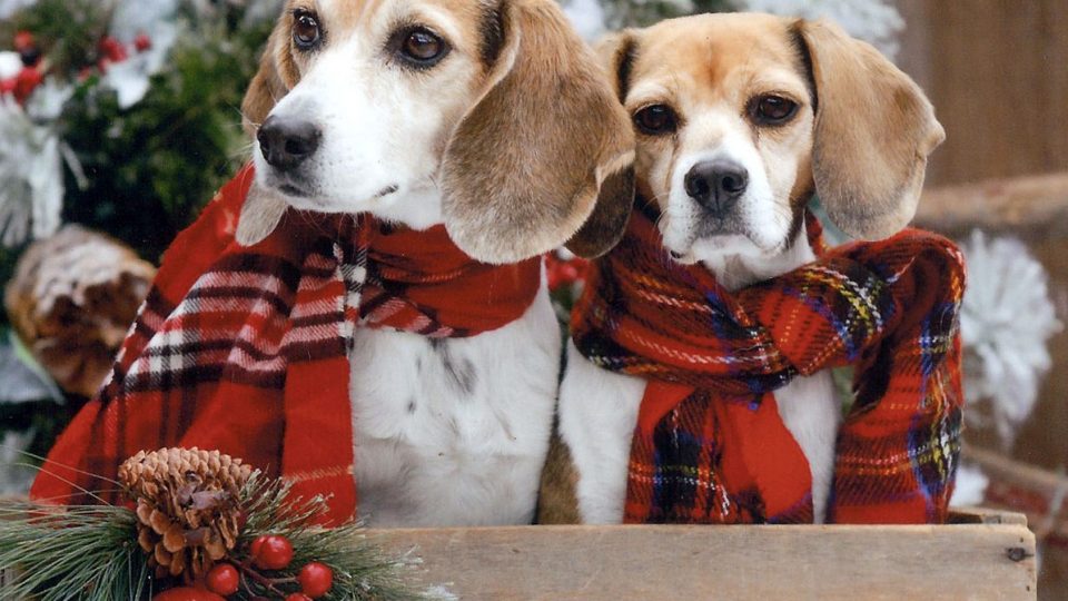the 8 best gifts for beagle lovers the dog people by rover com