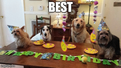15 Dogs Having the Best Birthday Parties Ever