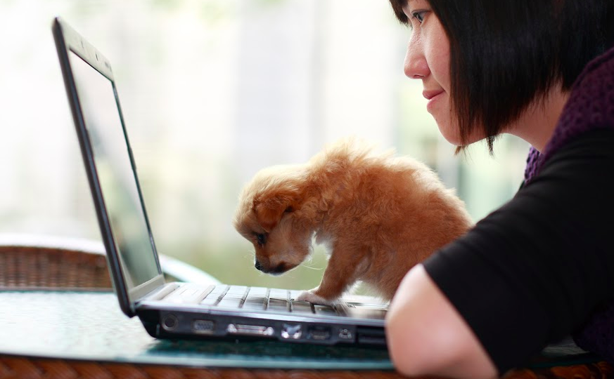 Puppy on a laptop - how to buy a purebred dog