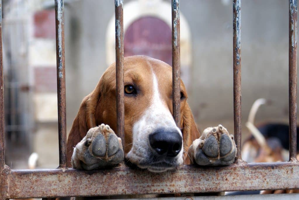 rescue dog basset hound