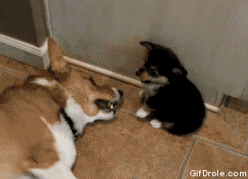 http://giphy.com/gifs/fail-dog-lol-ORqwbWpHxjUEo