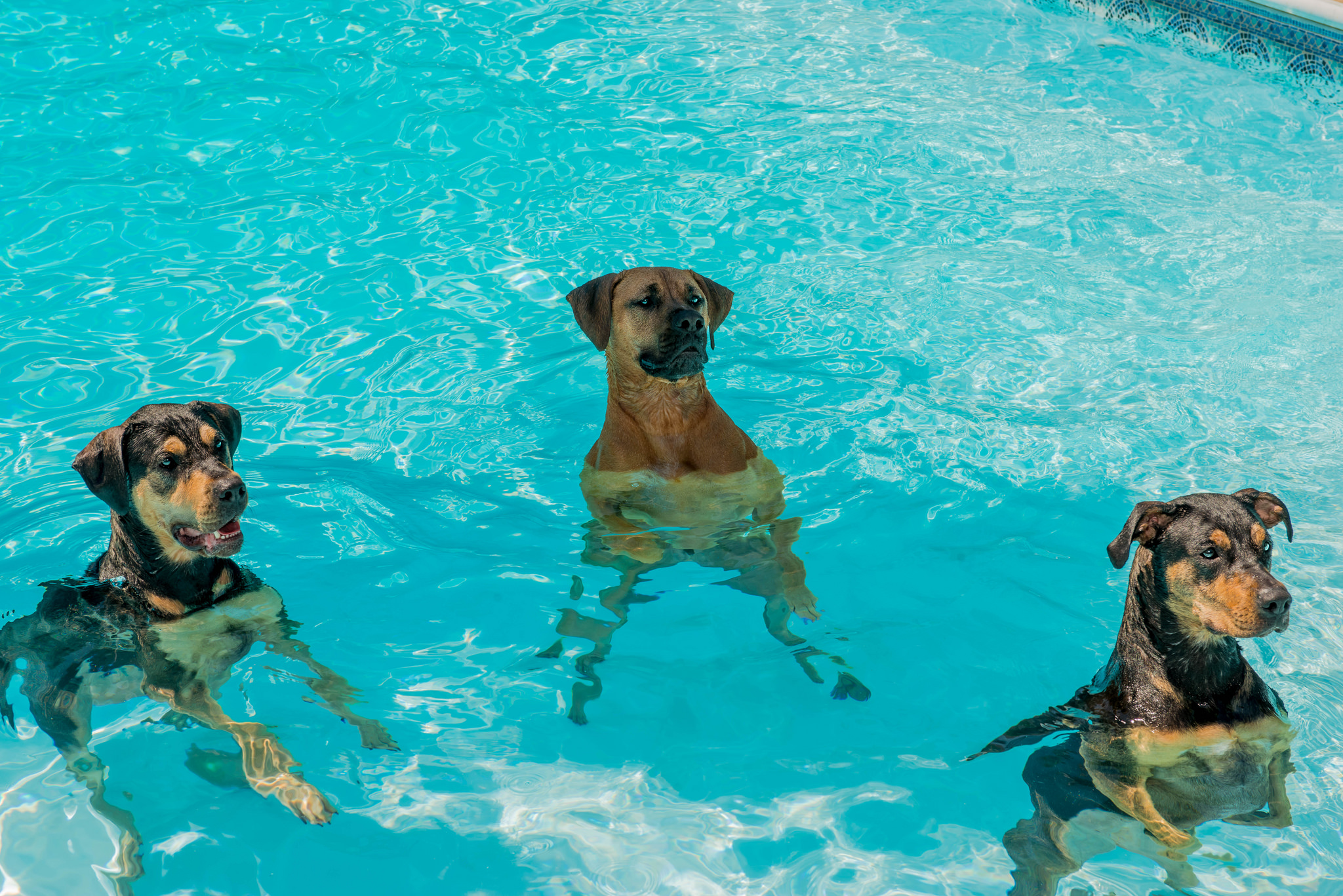5 Hot Weather Hazards For Dogs and How To Help The Dog People By 