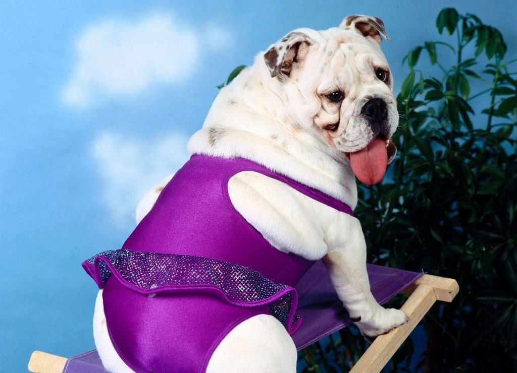 http://www.havefunnytime.com/thumbs/funny-dog-with-bikini--152.jpg