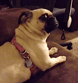 http://giphy.com/gifs/fpXxIjftmkk9y