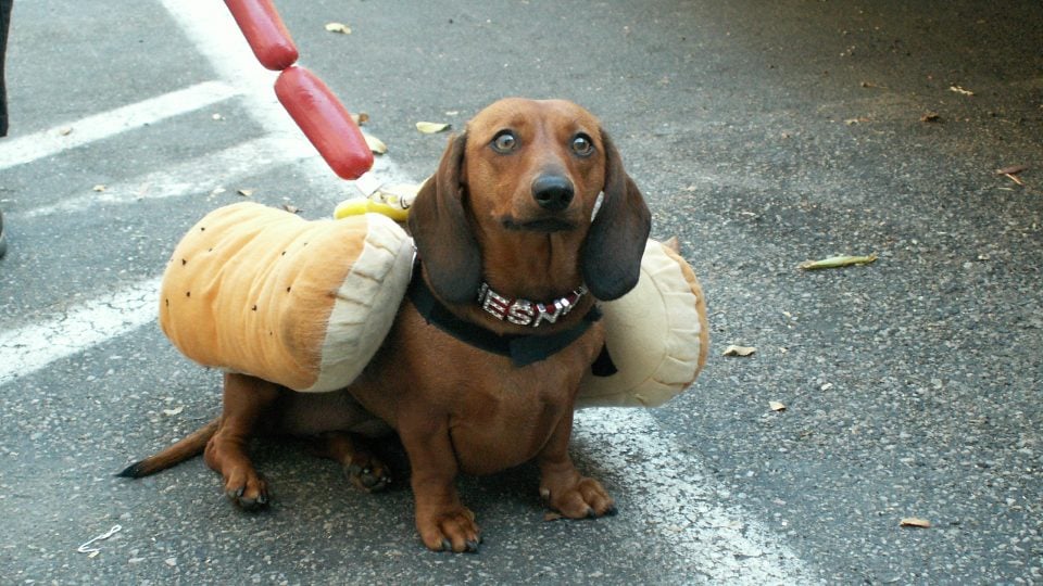 Image result for wiener pics