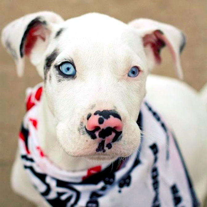 pit bull blue eye pop of color