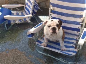 Check on dogs like Bulldog Rocky here often—it is difficult for them to breathe in warm weather due to their shortened airway. Courtesy of Joe Baldino.