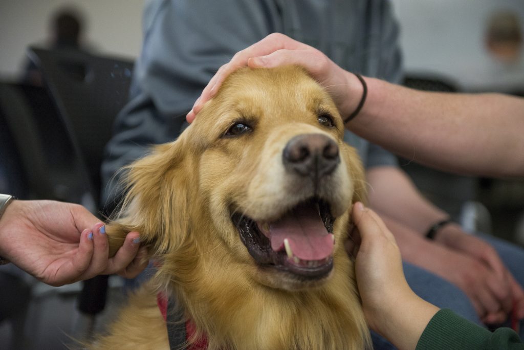 How To Service Dogs Help Anxiety How To Service Dogs Help Anxiety