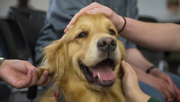 how do dogs get diabetes 5 ways service dogs help with cancer rover how do dogs get diabetes 5 ways service dogs help with cancer rover