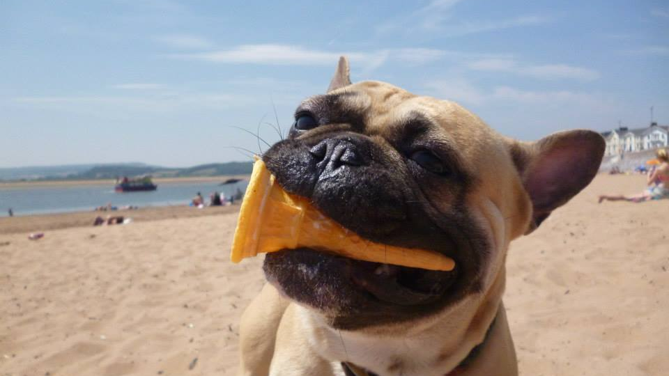 8 Delicious DIY Recipes for Your Summertime Dog The Dog People by