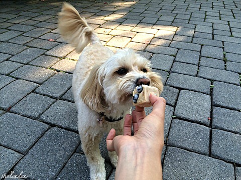 8 Delicious Diy Recipes For Your Summertime Dog The Dog People By Rover Com