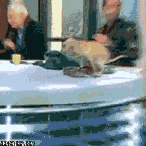 http://giphy.com/gifs/cheezburger-dog-news-jcATf2g16nrW0