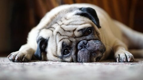 A sad pug rests, wondering how he'll get rid of fleas in the house