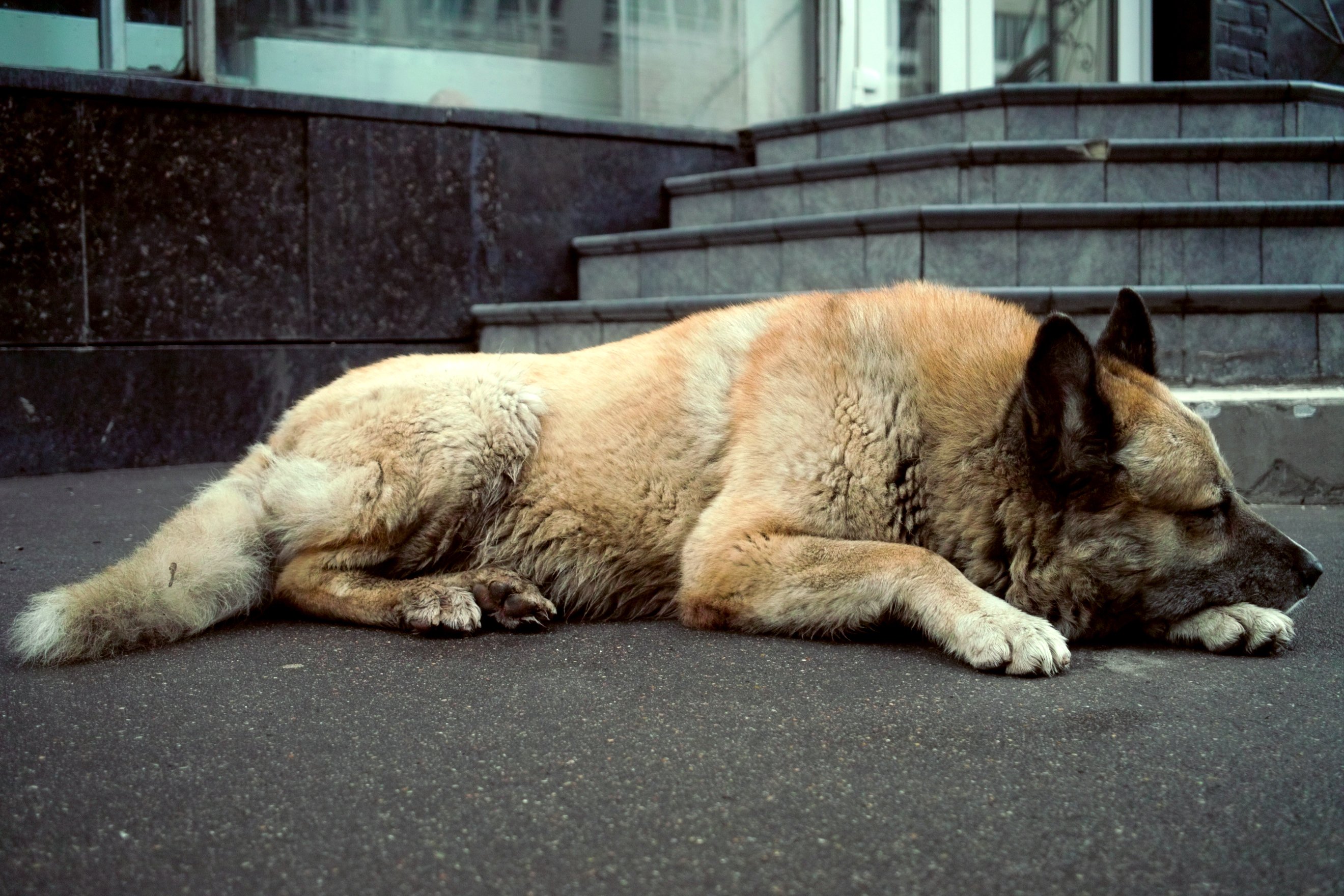 The Plight of Homeless Dogs and Cats How You Can Help