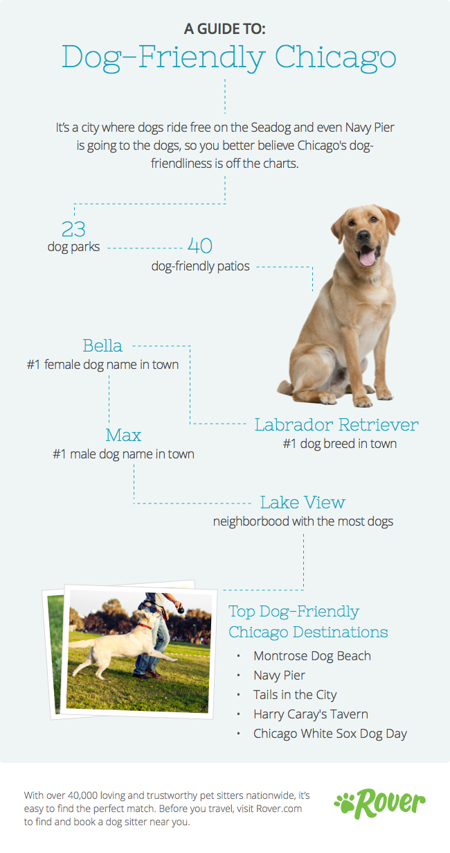 The Ultimate Guide for Chicago Dogs The Dog People by