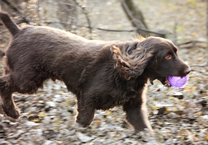 photo of Chewy Gnawsome Ball Toy