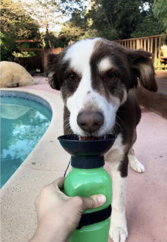 photo of Highwave AutoDogMug