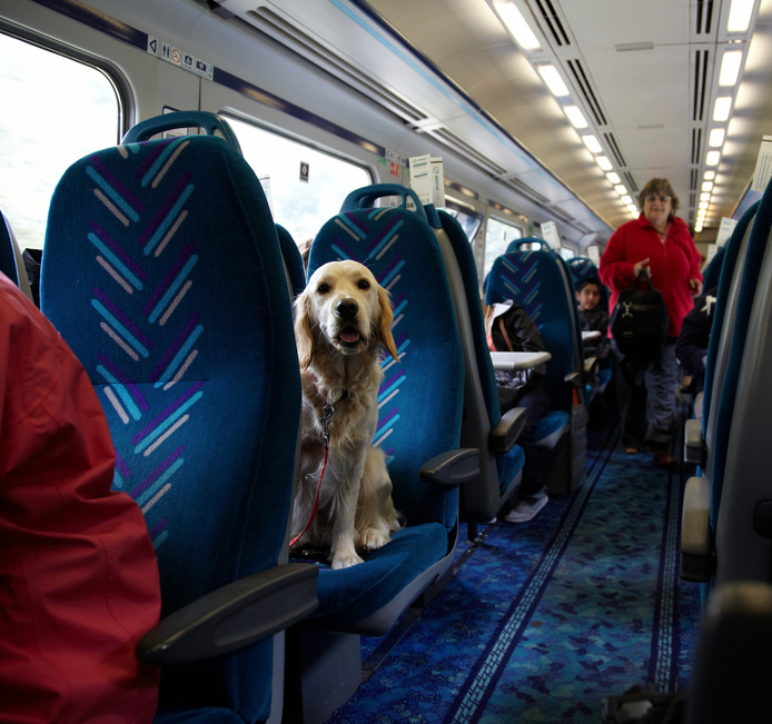 If you're wary about flying your dog in the cargo hold of a plane, you could pick an alternate means of travel—like a train!