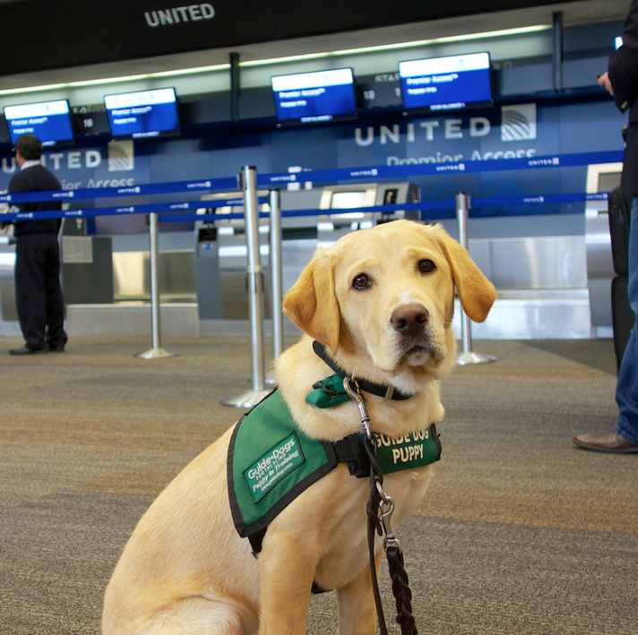 Only guide and service dogs can travel unrestricted in the plane cabin. 