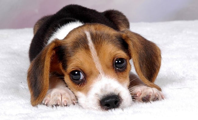 Beagle Puppies Everything You Need To Know The Dog People By