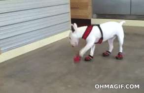 http://giphy.com/gifs/funny-cute-ScluhtODOXPnW