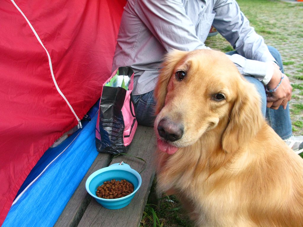 what size bowl for golden retriever popular breeds golden retriever part ii rover what size bowl for golden retriever popular breeds golden retriever part ii rover