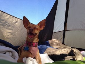 camping-happy-chihuahua