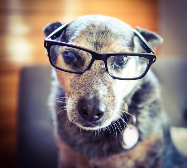 the top 10 smartest