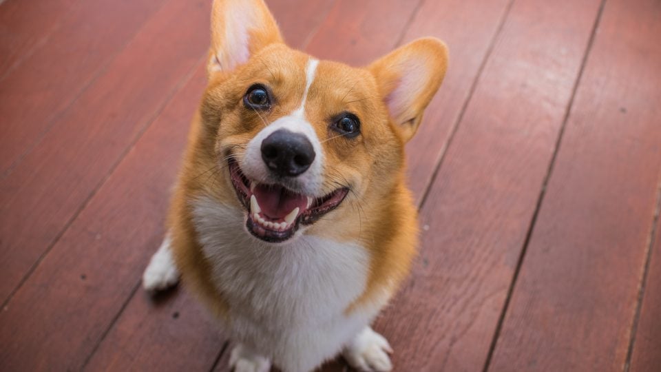 corgis among the longest-living dog breeds