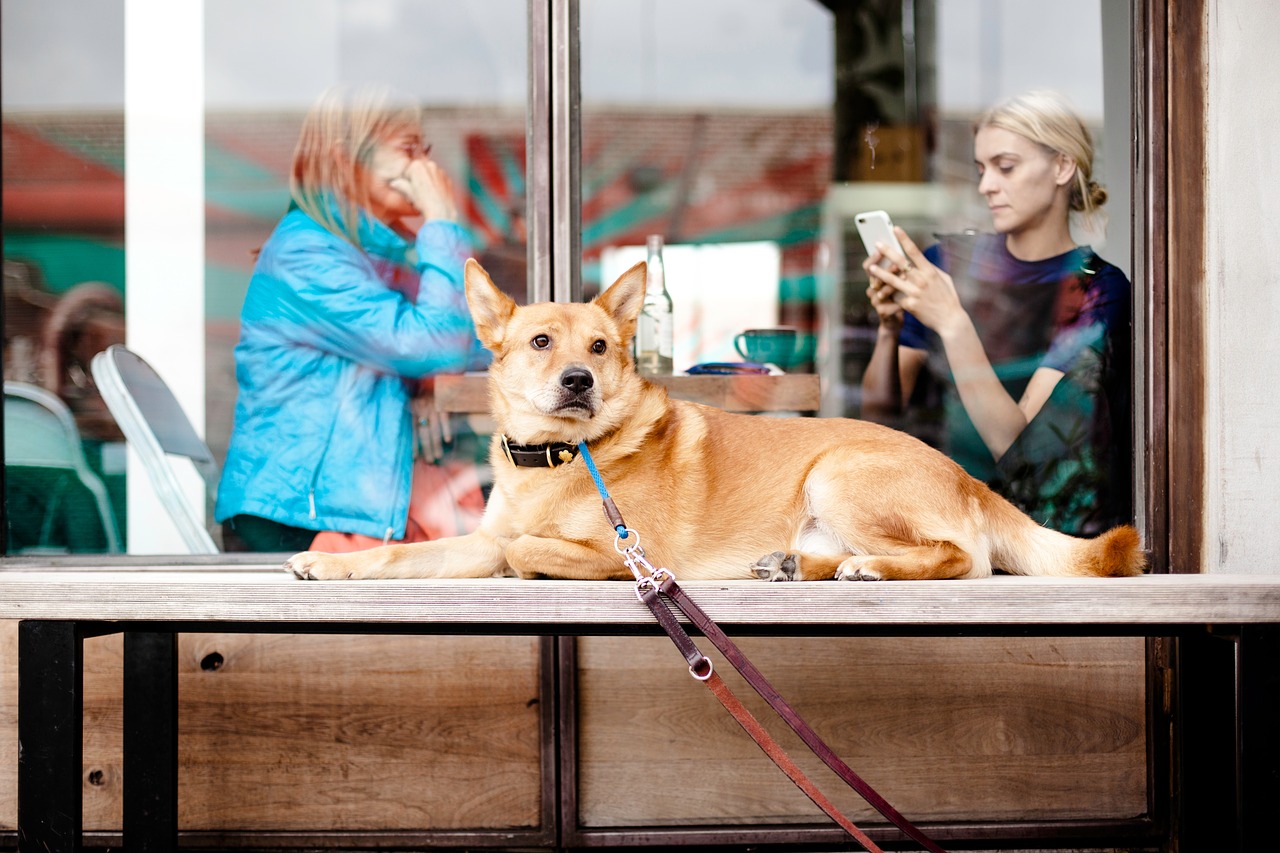 Best 12 DogFriendly Seattle Restaurants & Bars to Visit